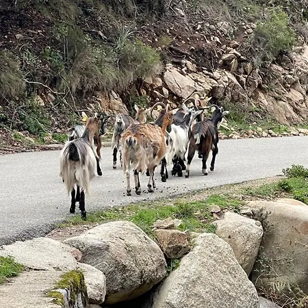 Magnifique Recente Entre Et Montagne Situee Entre Ajaccio Et Porticcio *