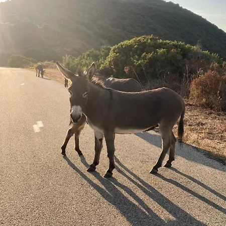 Magnifique Recente Entre Et Montagne Situee Entre Ajaccio Et Porticcio 빌라