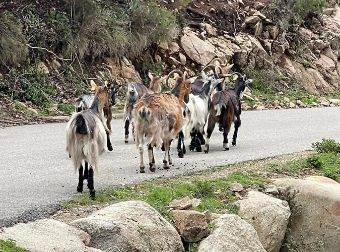 Magnifique Recente Entre Et Montagne Situee Entre Ajaccio Et Porticcio *