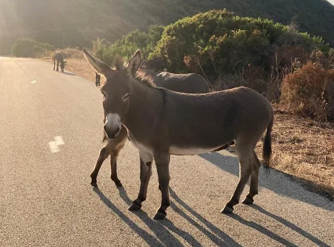 Magnifique Récente Entre Et Montagne Située Entre Ajaccio Et Porticcio Villa